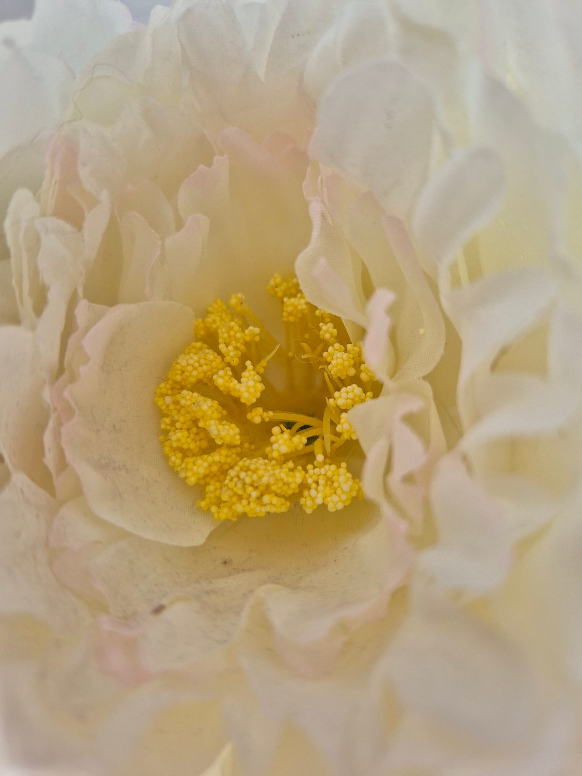 Styled detail from The Curated Life Journal Issue 2 — macro shot of a white peony in full bloom